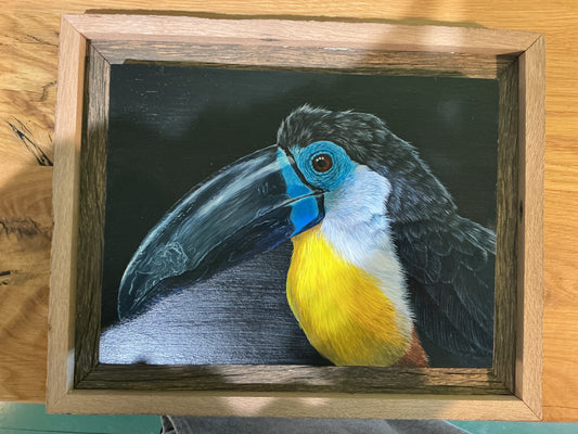 Channel Billed Toucan