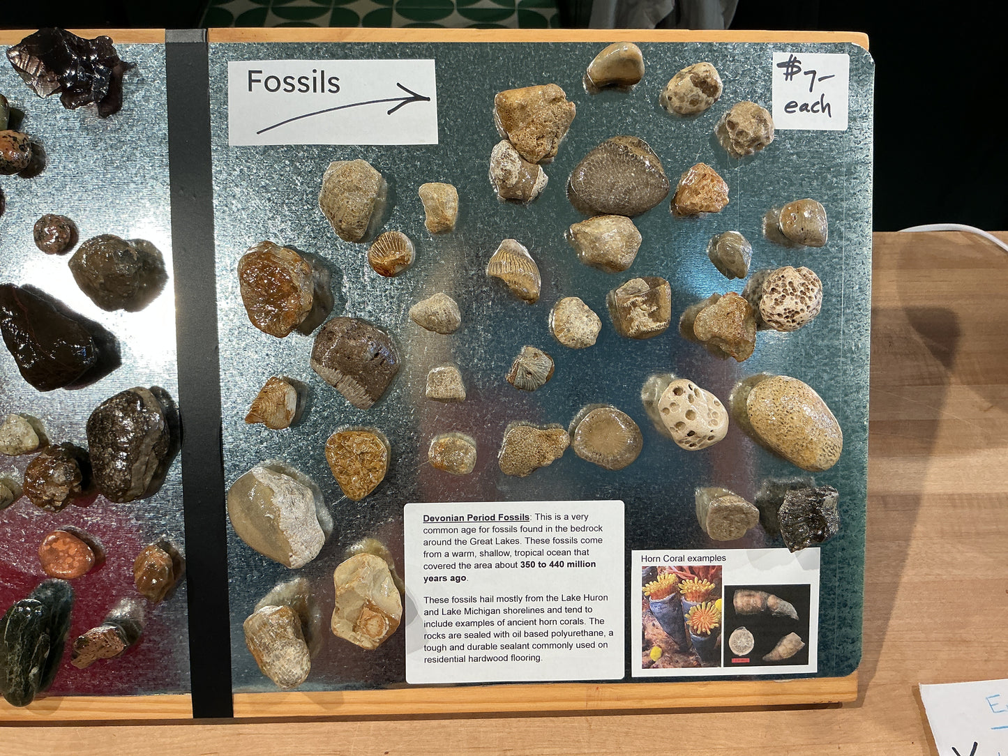 Fossil Magnet