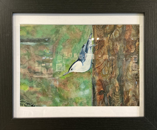 White Breasted Nuthatch - Bryce Canyon, 2024