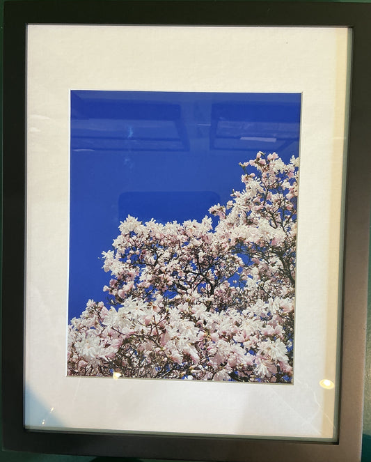 Spring Blossoms Goodale Park
