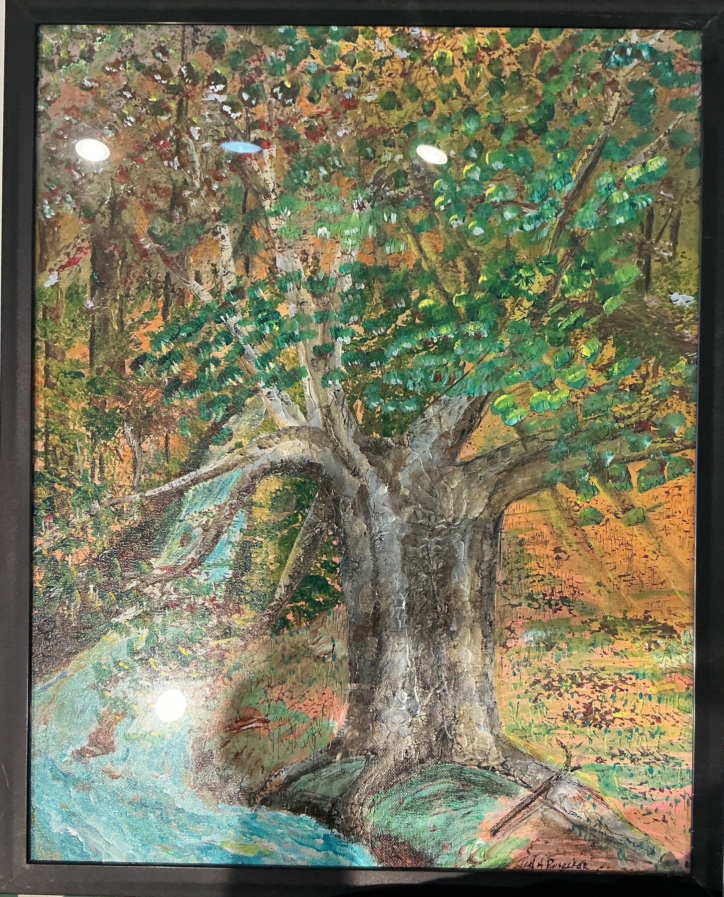 Sycamore By Creek