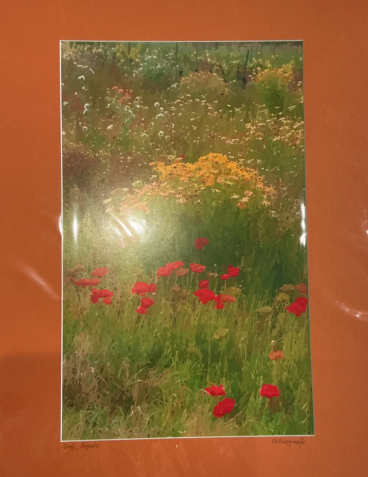 Poppies