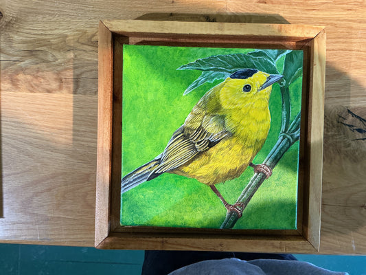 Black Crowned Yellow Warbler