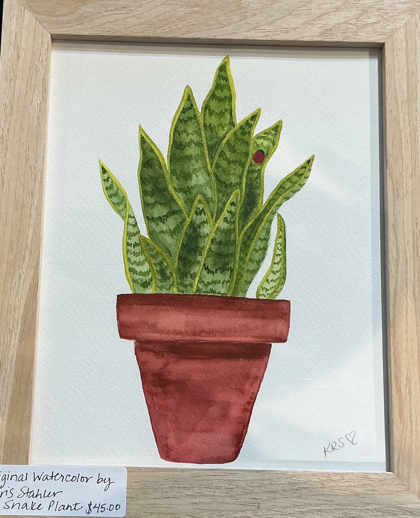 Snake Plant